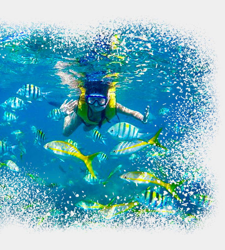 snork home